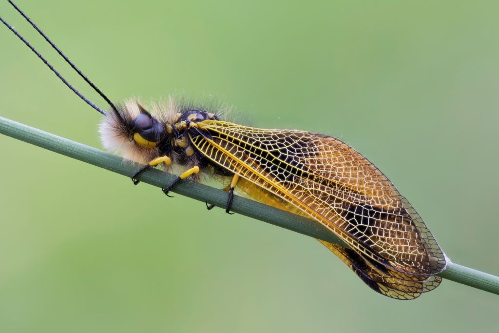 Ascalaphidae - Libelloides longicornis